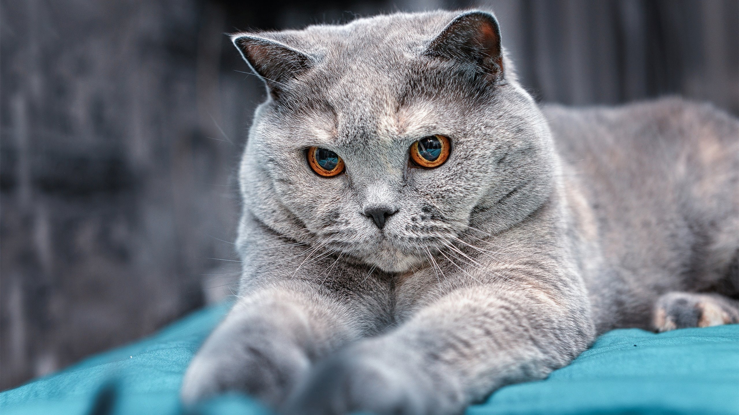 ayx爱游戏官网-“德甲最后冲刺：几支强队逐渐拉开差距”，德甲最佳